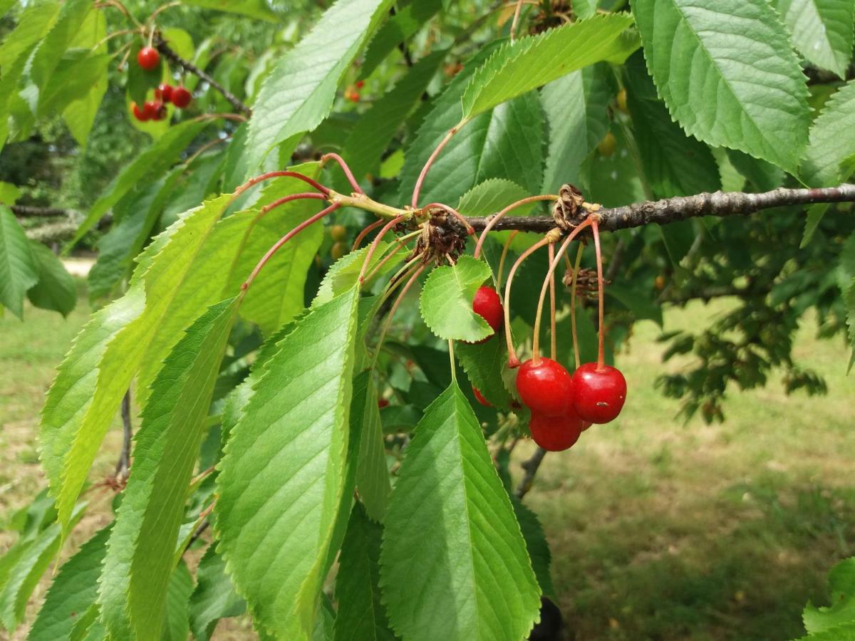 B&B Il Pittore 보르고산로렌조 외부 사진